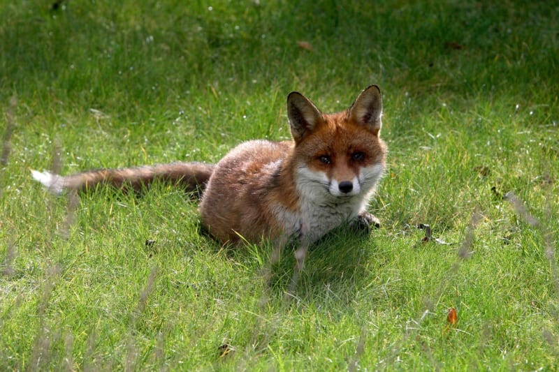Lišky vyhledávají místa s hustou vegetací