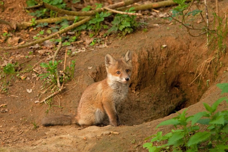 Nory představují pro lišky hlavně úkryt