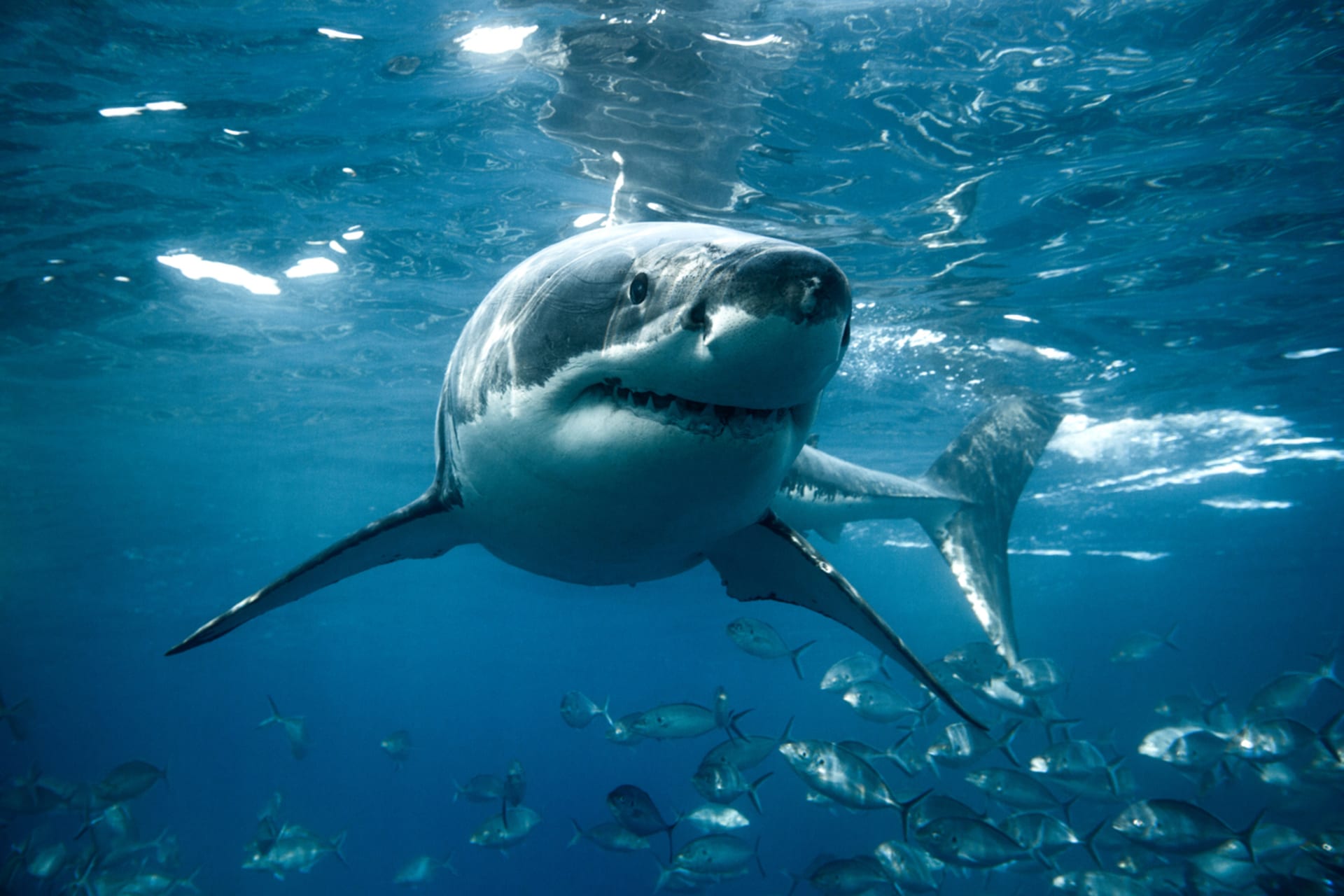 Velký bílý žralok má pověst zabijáka zbytečně