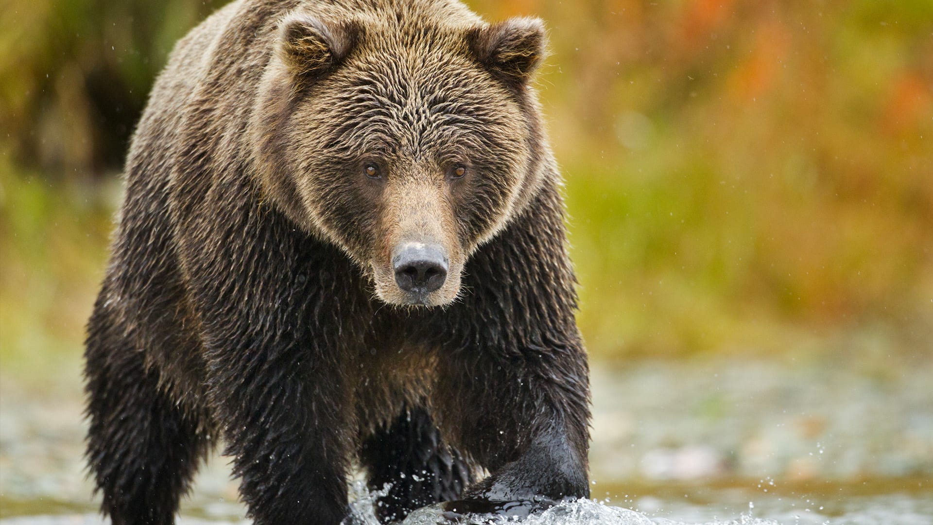 Medvěd na Aljašce
