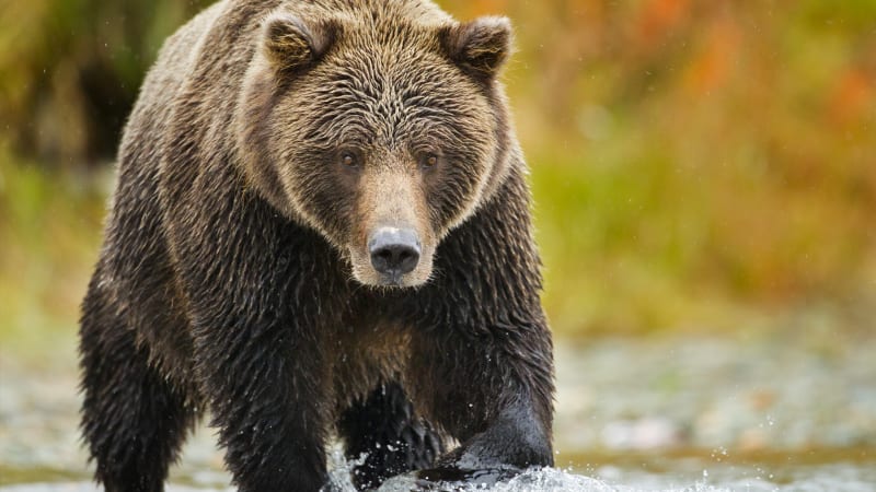 Medvěd se rozběhl na skupinu turistů. Video jeho odvážného zahnání obletělo celý svět