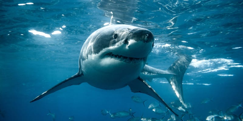 Velký bílý žralok má pověst zabijáka zbytečně