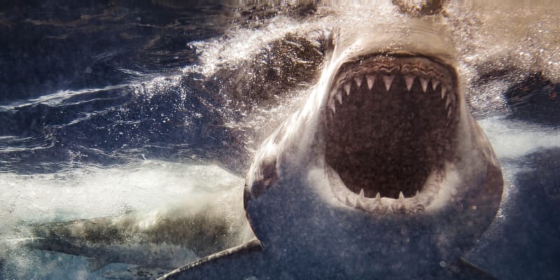Útoky velkého bílého žraloka jsou vzácné