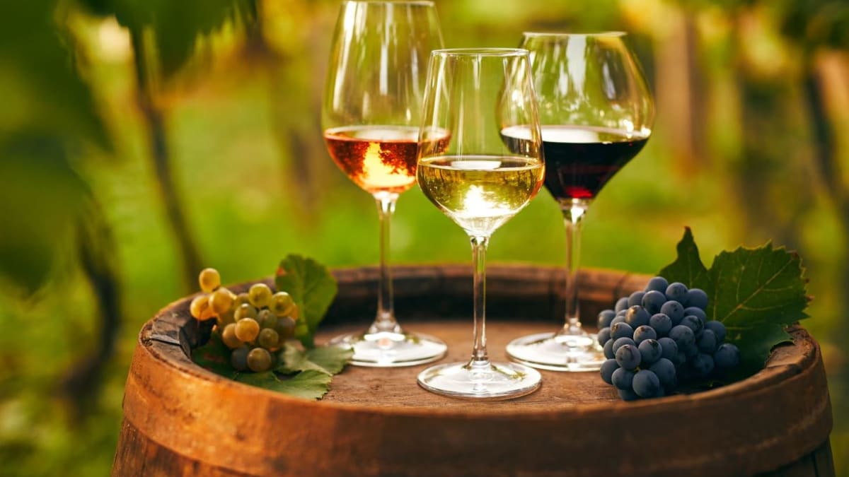 Na českých i moravských vinicích se produkuje velmi kvalitní víno