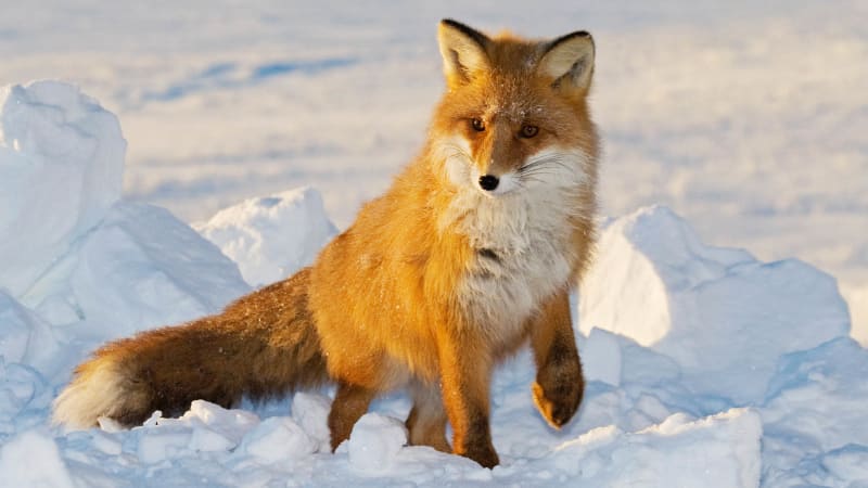 Lišky jsou zdatnými lovci