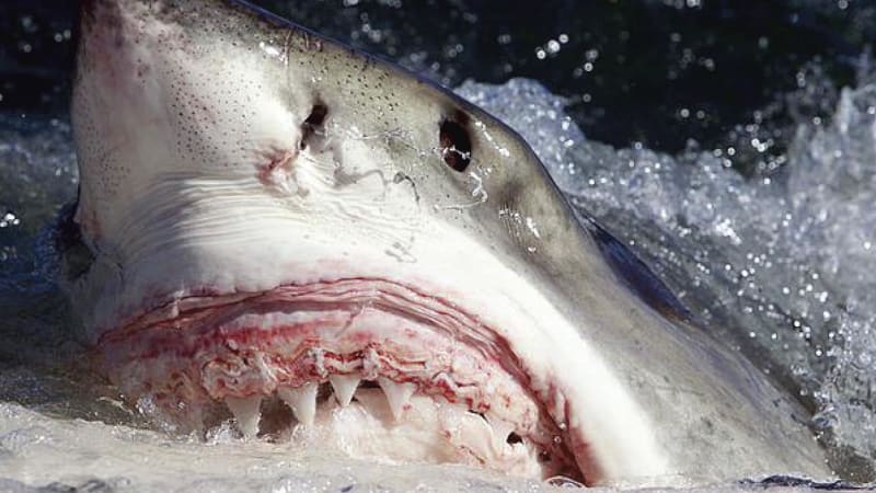 Co udělá žralok v těsné blízkosti člověka? Experiment jasně potvrdil, jestli se máme bát
