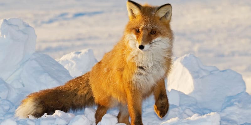 Lišky jsou zdatnými lovci
