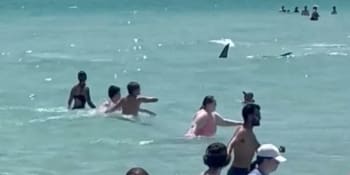 Žralok přímo mezi lidmi. Kamera zachytila velkého predátora na lovu u floridské pláže