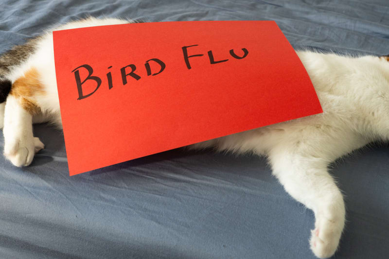 Jak se ptačí chřipka roznesla mezi polskými kočkami? 