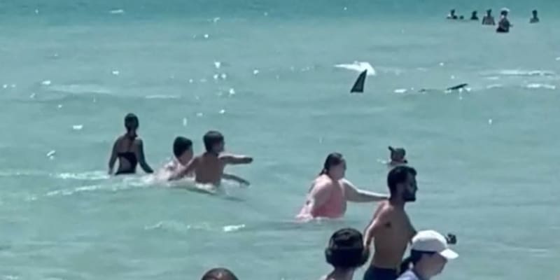 Žralok na floridské pláži plaval mezi lidmi.