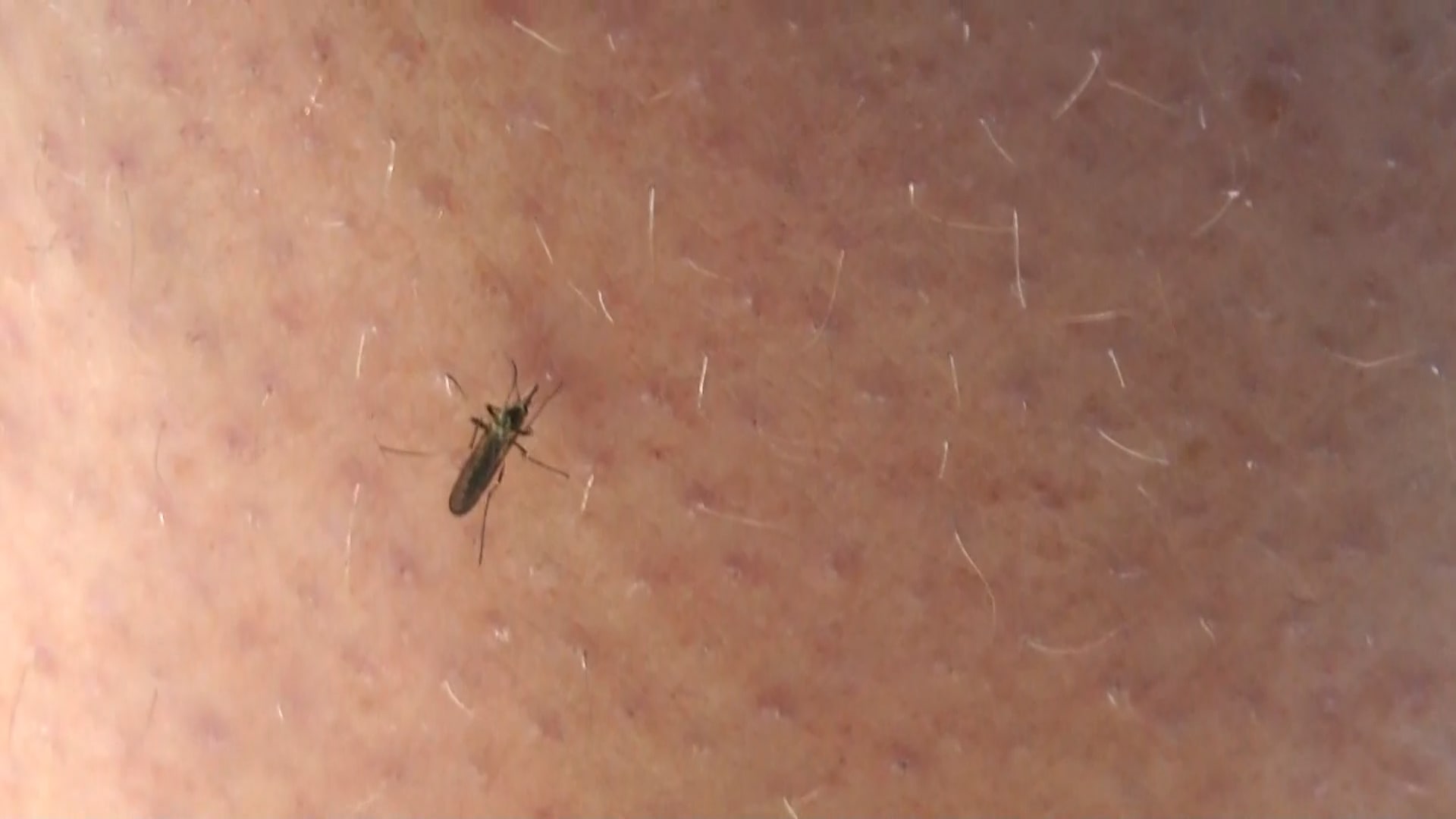 Břeclavsko čelí kalamitě komárů. 