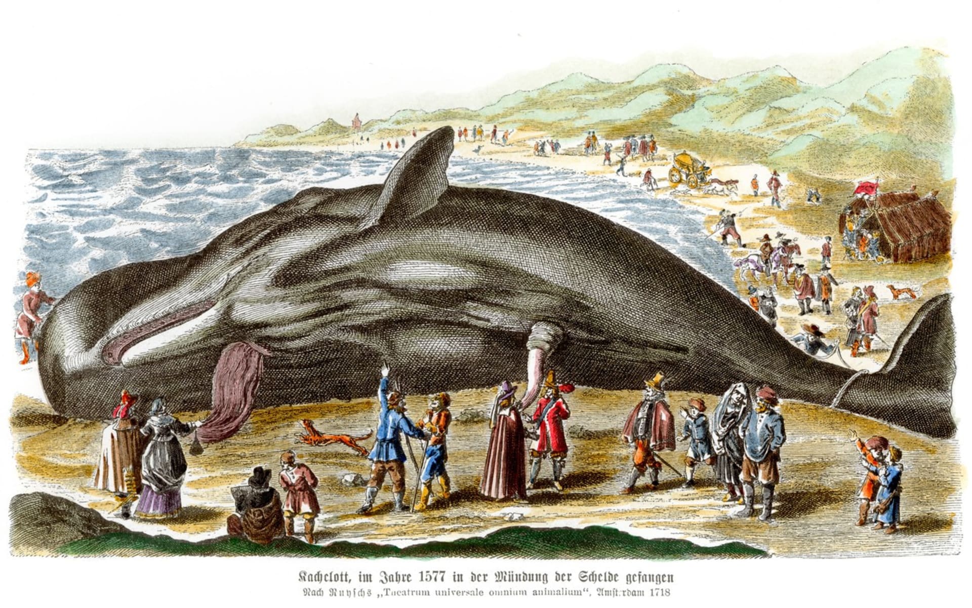 Nákres velryby včetně penisu