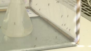 Břeclavsko čelí superkalamitě komárů. Na obzoru je však i další a bolestivější hmyzí hrozba