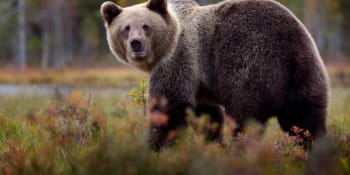 Medvěd šikanuje velké slovenské sídliště. Strach má i známý hokejista, který zde bydlí