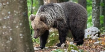 Medvěd nedaleko českých hranic vystartoval na pejskaře. Střely do vzduchu nepomohly
