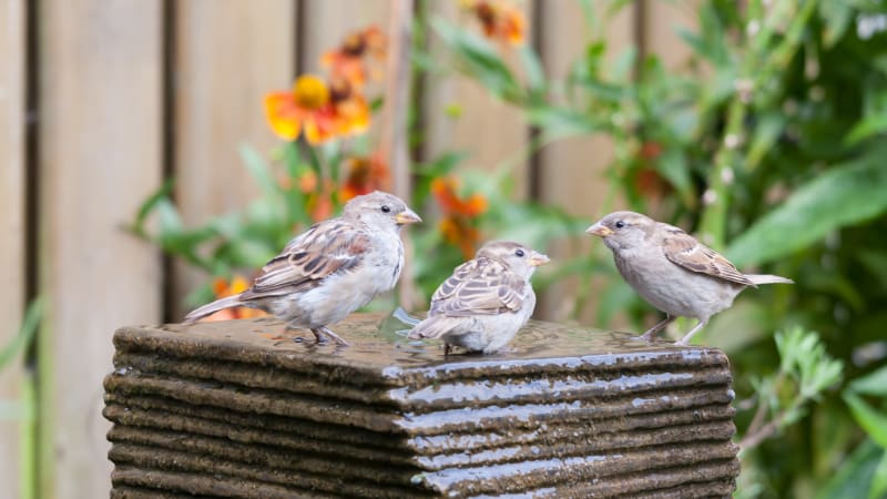 Pítka v zahradě: Osvěžení pro ptáky a drobná zvířata v horkém létě 