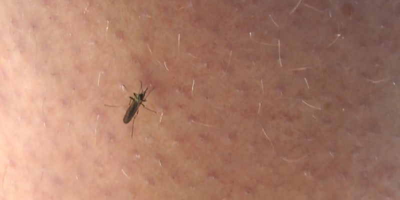 Břeclavsko čelí kalamitě komárů. 
