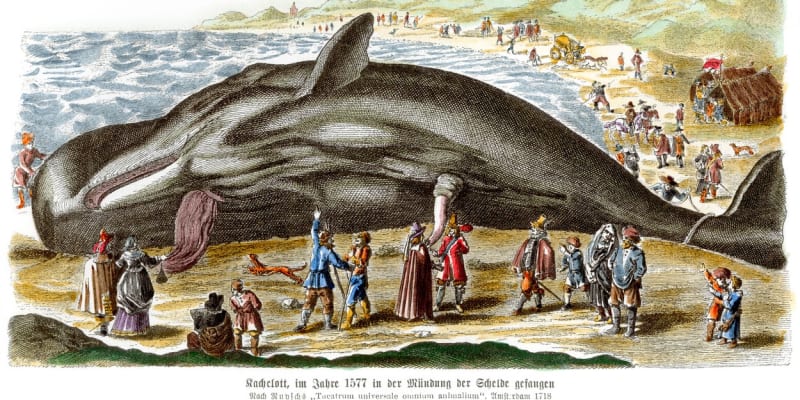 Nákres velryby včetně penisu