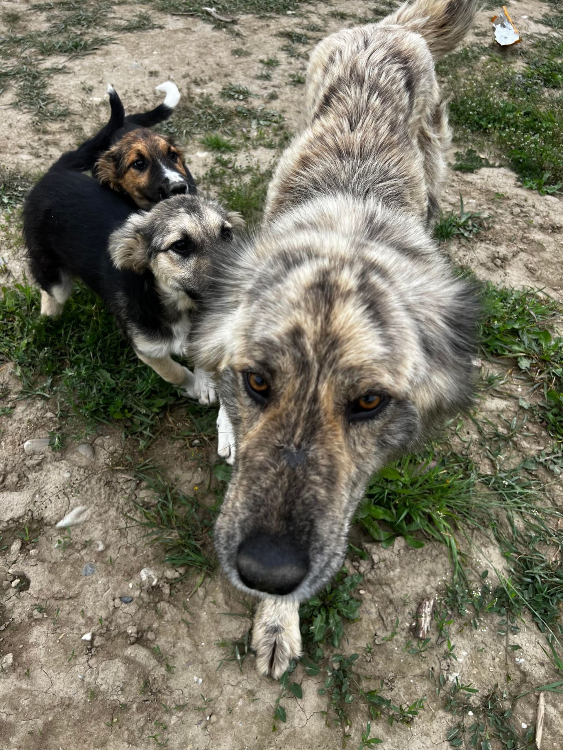 Těm pomáhá česká organizace Heart for Romanian dogs