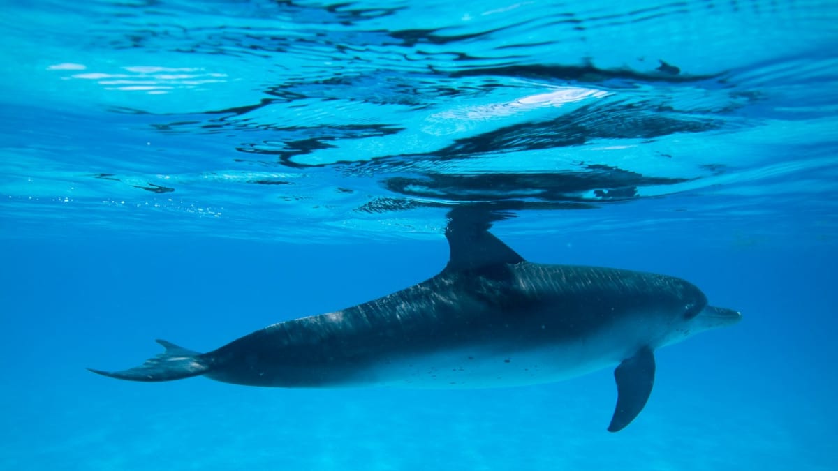Samotářští delfíni budí zájem veřejnosti i odborníků.
