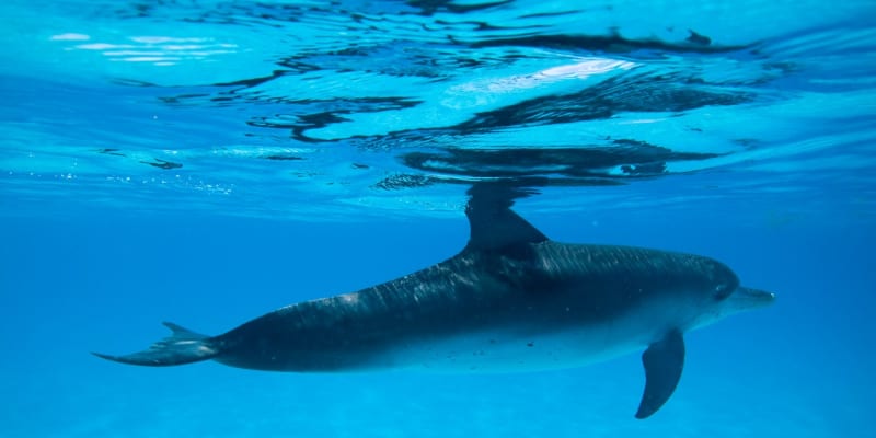 Samotářští delfíni budí zájem veřejnosti i odborníků.