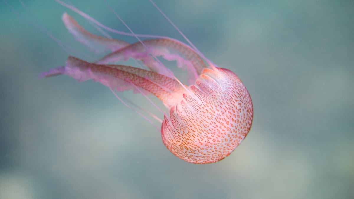 Talířovka svítivá patří k nejnebezpečnějším medúzám ve Středozemním moři.
