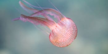 Nebezpečné medúzy zaplavily chorvatské pobřeží. Jejich popáleniny bolí a jizvy zůstávají