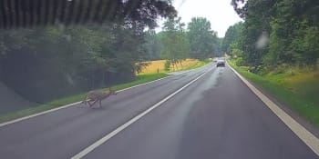 Kuriózní nehoda na Liberecku. Řidička srazila vlka, havárii zachytila palubní kamera