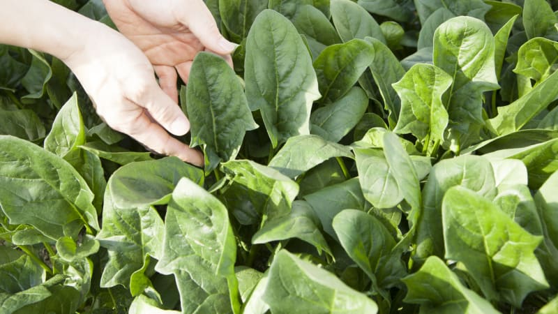 Špenát je králem listové zeleniny. Na pěstování není náročný a dobře se mu daří v zahradě i na balkoně
