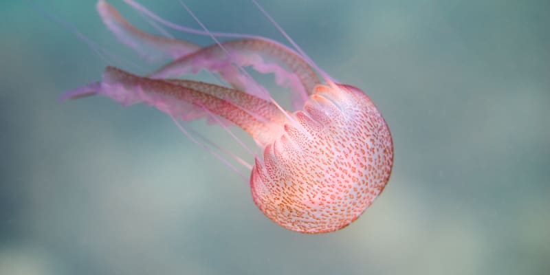 Talířovka svítivá patří k nejnebezpečnějším medúzám ve Středozemním moři.