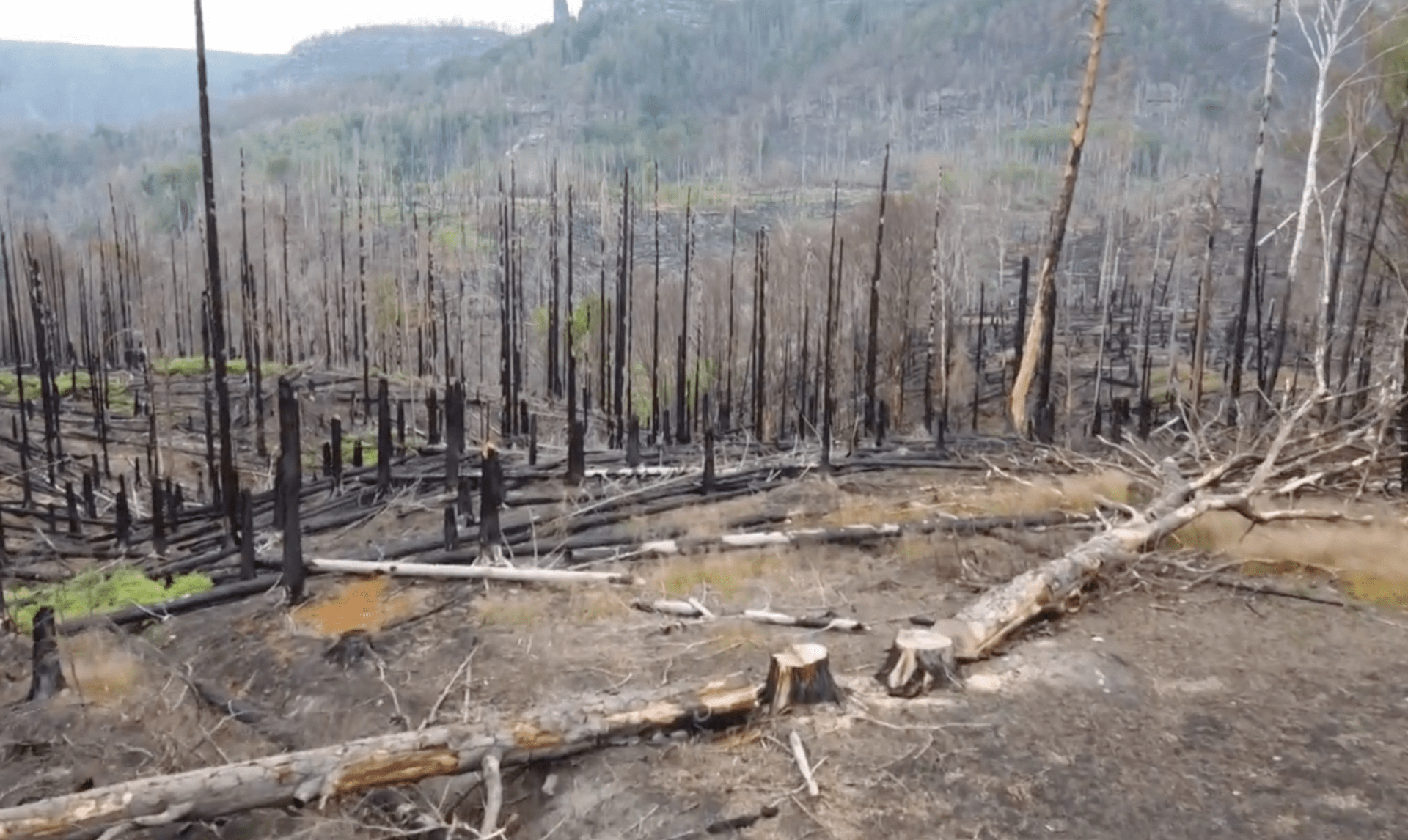 Potrvá řadu let, než stopy po požáru z lesů v Českém Švýcarsku vymizí.