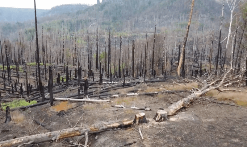 Potrvá řadu let, než stopy po požáru z lesů v Českém Švýcarsku vymizí.