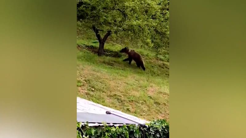 Muže na Slovensku napadl medvěd.