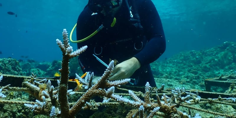 Záchrana korálů na Filipínách