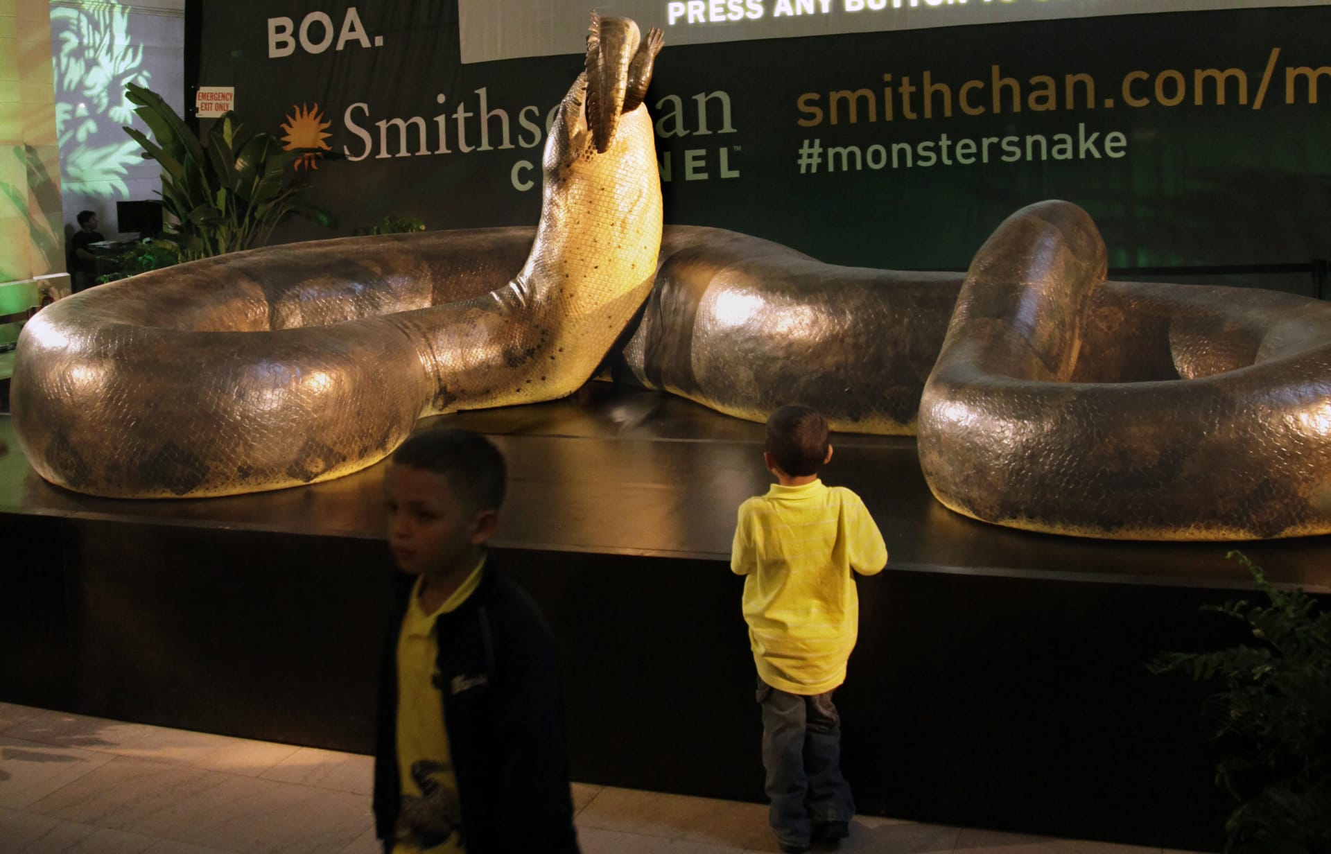 Titanoboa byl největší zdokumentovaný had v historii planety. Snímek z Národního muzea historie přírody ve Whashingtonu