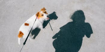 Fixační náhubky a rozpálené chodníky: Čeho se se psem v létě vyvarovat 