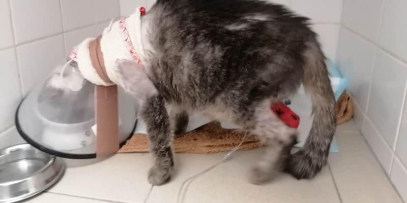 Minnie, týraná kočička