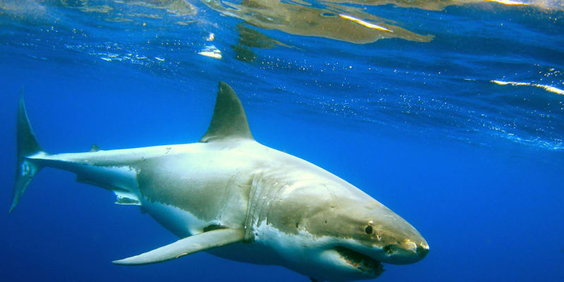 Velký bílý žralok je větší a má i jiný tvar těla