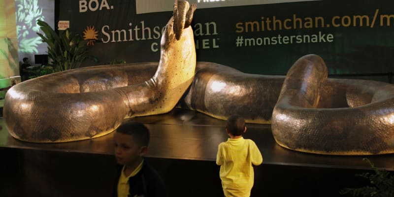 Titanoboa byl největší zdokumentovaný had v historii planety. Snímek z Národního muzea historie přírody ve Whashingtonu