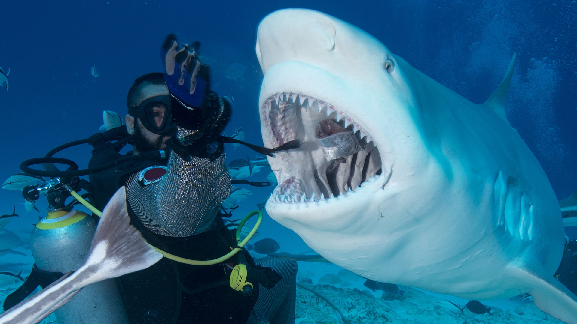 Žralok býčí se na člověk vrhá vědomě (ilustrační foto)
