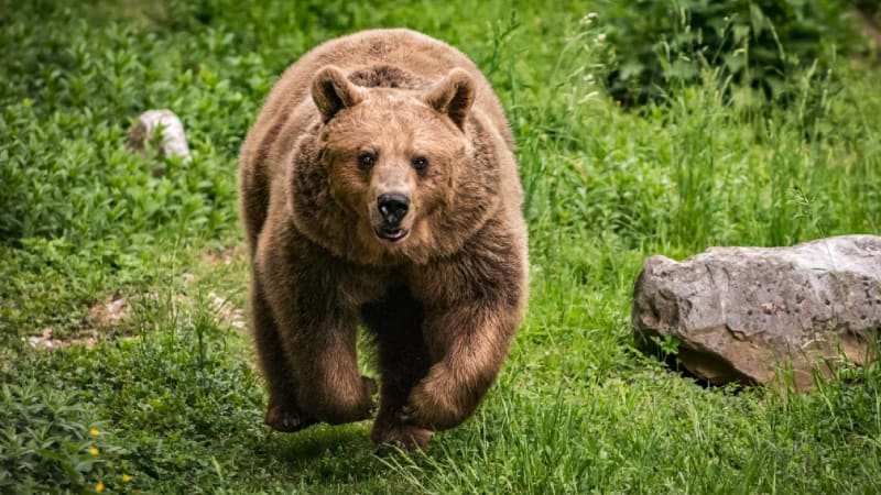 A co teď? Útoky medvědů jsou na Slovensku stále častější