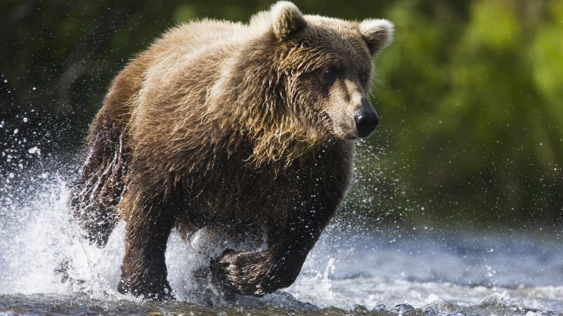Počty medvědů se Slovákům vymkly z rukou. Útěk a zírání do očí jsou smrtícím koktejlem