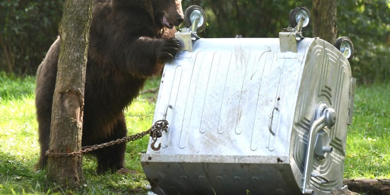 V košické zoo proběhlo testování kontejnerů odolných proti medvědům