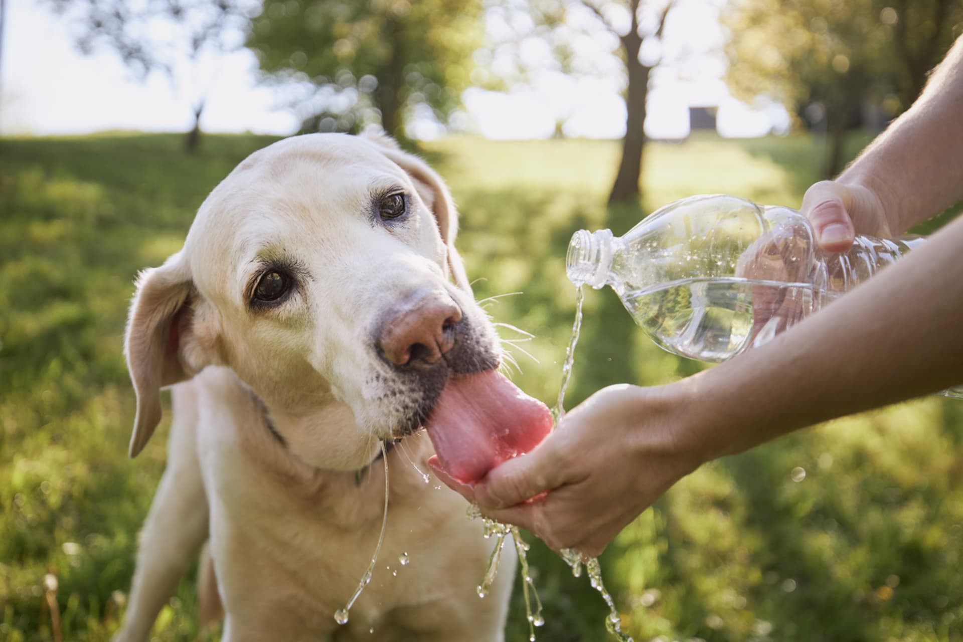 Psovi vodu aktivně nabízejte