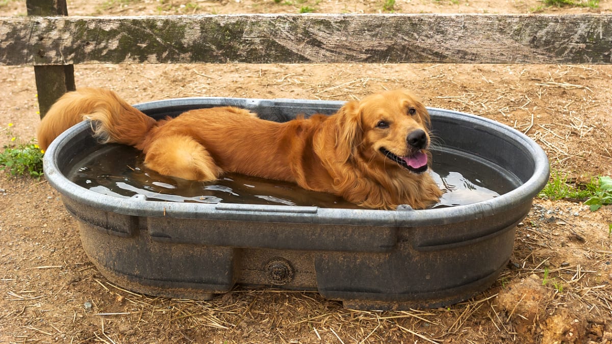 Někteří psi nepohrdnou ani malým bazénkem nebo plechovou vanou, plnou vody