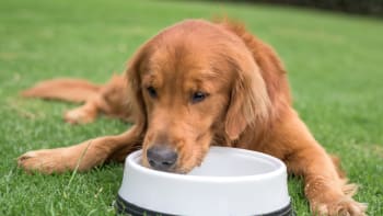 V letních vedrech psa ochrání delší srst a potěší psí zmrzlina i chladivá podložka