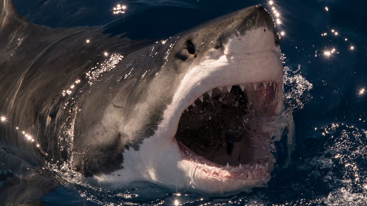 Žraloci mohou požírat kokain, zjistili vědci. (Ilustrační foto)