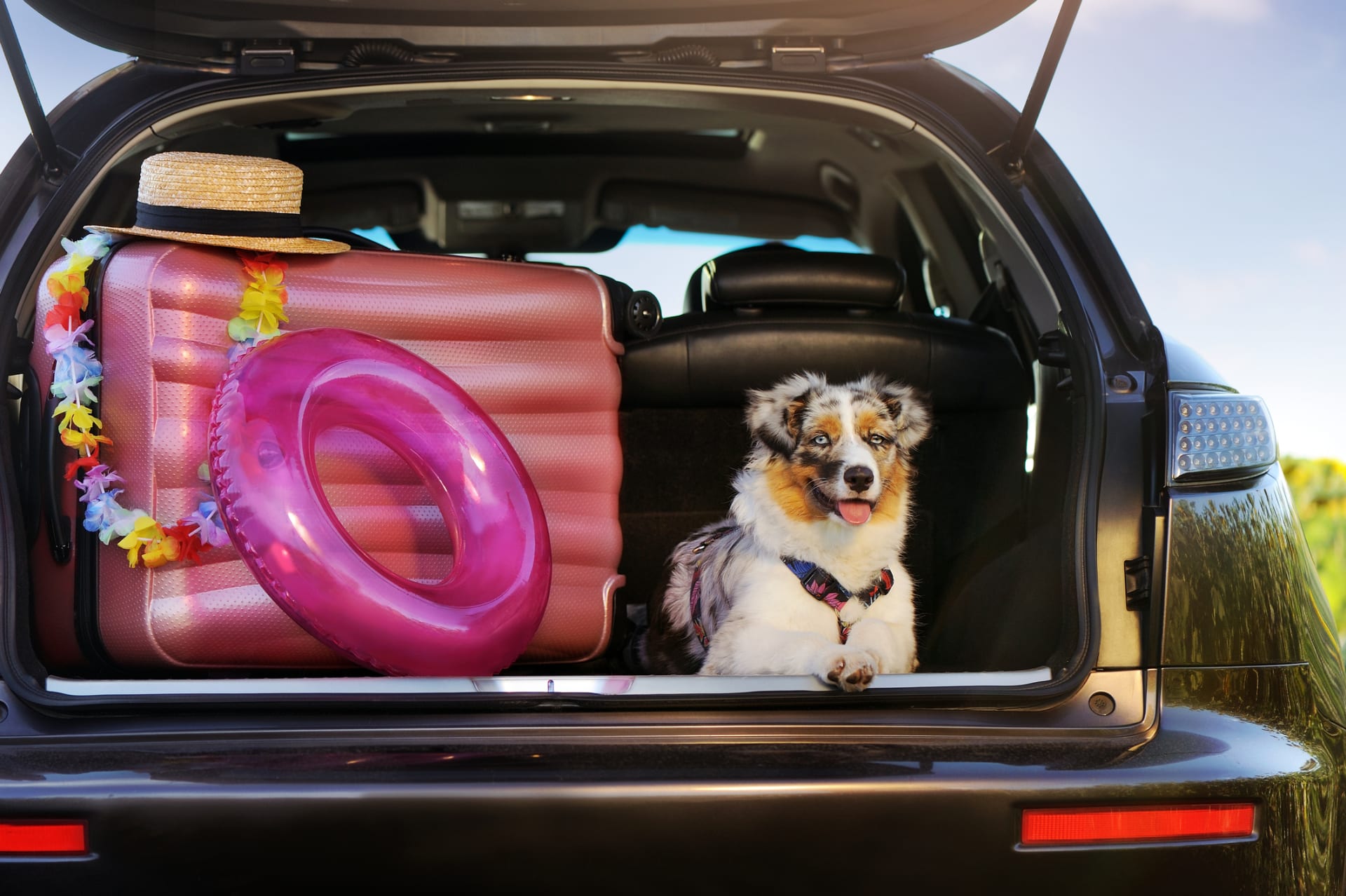 Většina psů se preventivně sama naloží do auta, jen co otevřete dveře