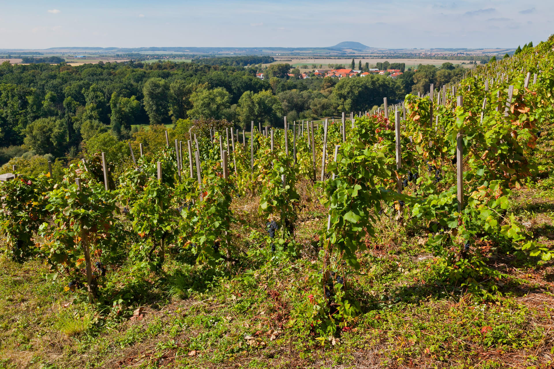 Vína z místních vinic můžete ochutnat při prohlídce zámeckých vinných sklepů