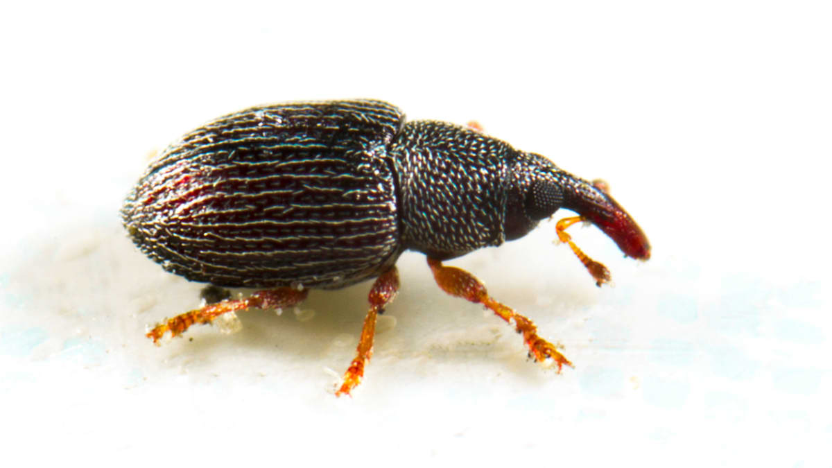 Pilous černý (Sitophilus granarius)